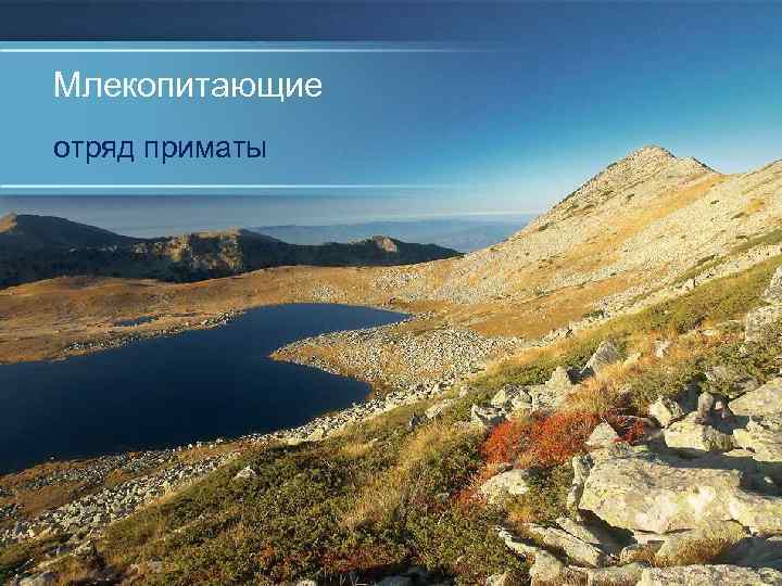 Млекопитающие отряд приматы 