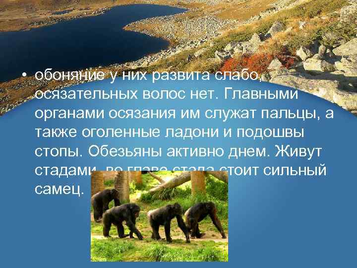  • обоняние у них развита слабо, осязательных волос нет. Главными органами осязания им