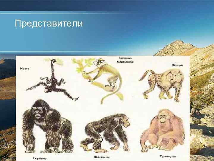Представители 