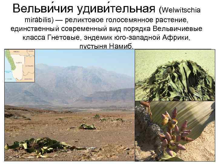 Вельви чия удиви тельная (Welwítschia mirábilis) — реликтовое голосемянное растение, единственный современный вид порядка