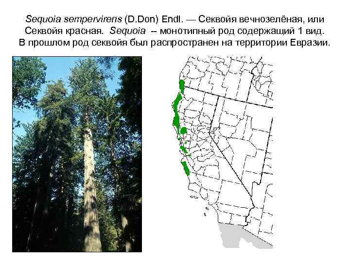 Sequoia sempervirens (D. Don) Endl. — Секвойя вечнозелёная, или Секвойя красная. Sequoia -- монотипный