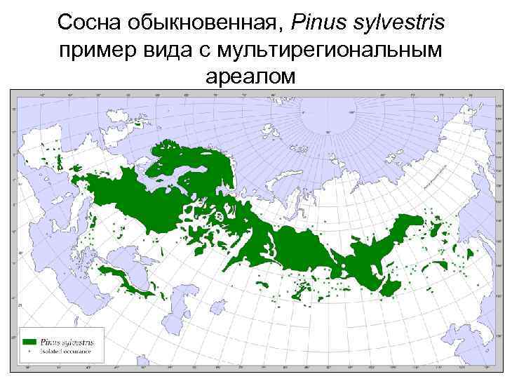 Сосна обыкновенная, Pinus sylvestris пример вида с мультирегиональным ареалом 