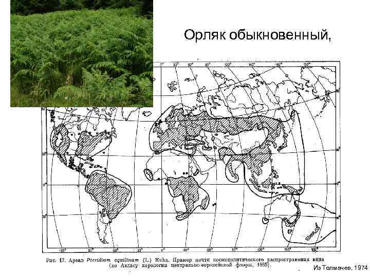 Орляк обыкновенный, Из Толмачев, 1974 