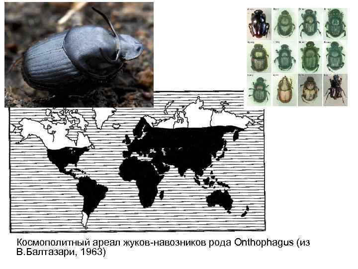 Космополитный ареал жуков-навозников рода Onthophagus (из В. Балтазари, 1963) 