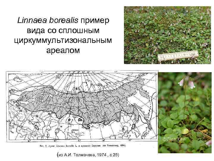 Linnaea borealis пример вида со сплошным циркуммультизональным ареалом (из А. И. Толмачева, 1974 ,