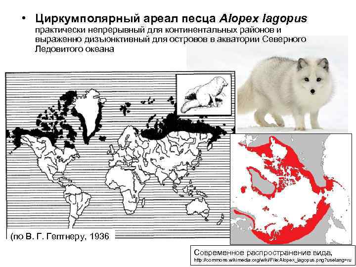  • Циркумполярный ареал песца Alopex lagopus практически непрерывный для континентальных районов и выраженно