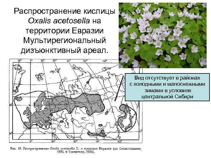 Распространение кислицы Oxalis acetosella на территории Евразии Мультирегиональный дизъюнктивный ареал. Вид отсутствует в районах