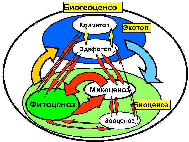 Бонусная карта экотоп