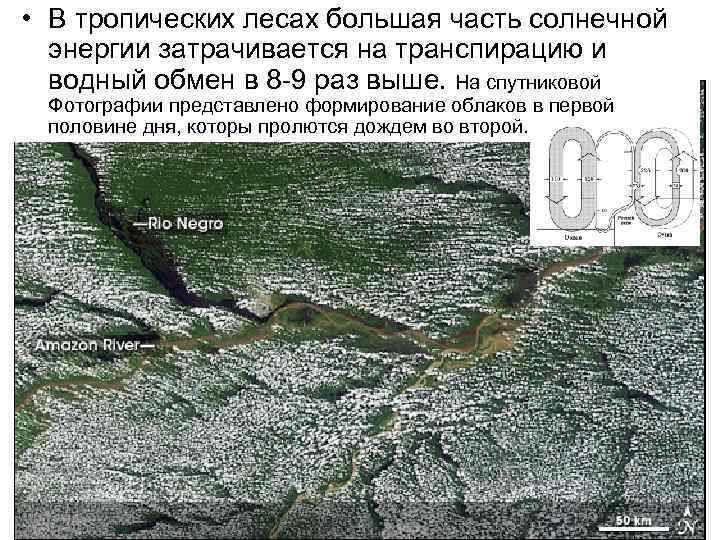  • В тропических лесах большая часть солнечной энергии затрачивается на транспирацию и водный