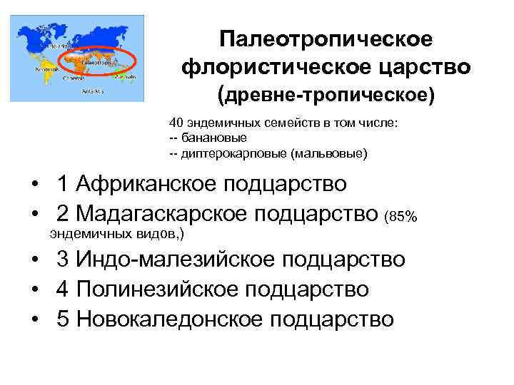 Палеотропическое флористическое царство (древне-тропическое) 40 эндемичных семейств в том числе: -- банановые -- диптерокарповые