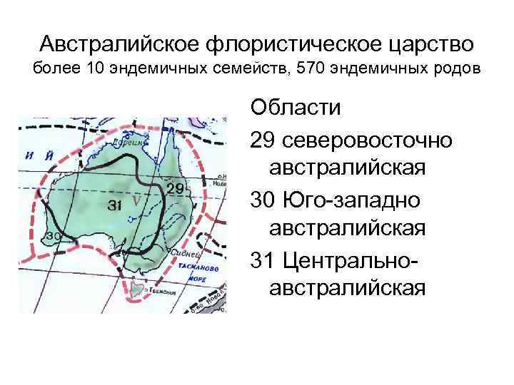 Австралийское флористическое царство более 10 эндемичных семейств, 570 эндемичных родов Области 29 северовосточно австралийская