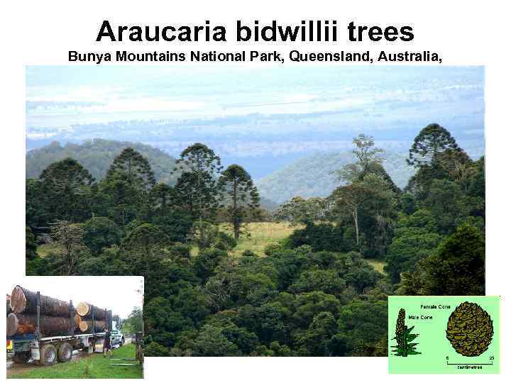 Araucaria bidwillii trees Bunya Mountains National Park, Queensland, Australia, 26° 54'09"S 151° 37'51"E, 865