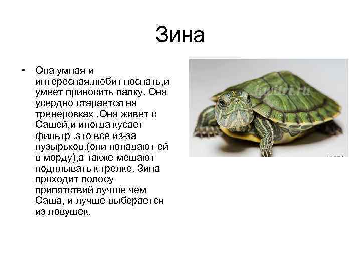 Зина • Она умная и интересная, любит поспать, и умеет приносить палку. Она усердно