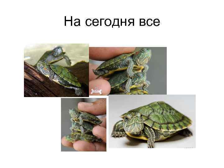 На сегодня все 