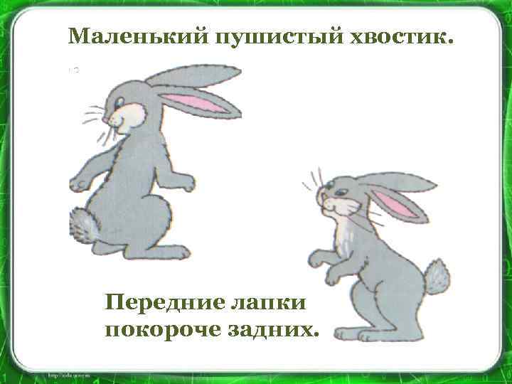 Маленький пушистый хвостик. Передние лапки покороче задних. 