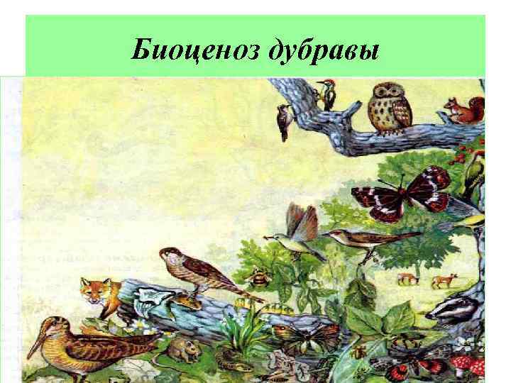 Биоценоз дубравы 