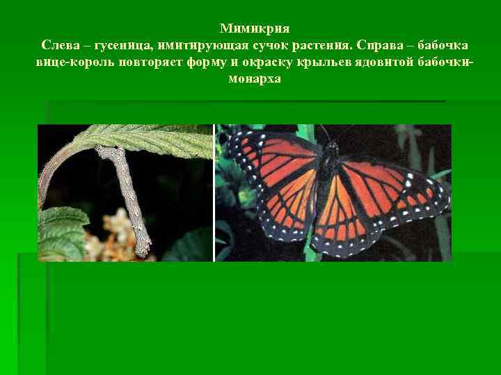 Мимикрия Слева – гусеница, имитирующая сучок растения. Справа – бабочка вице-король повторяет форму и