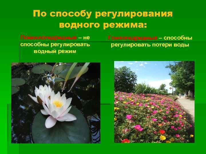 По способу регулирования водного режима: Пойкилогидридные – не способны регулировать водный режим Гомеогидридные –