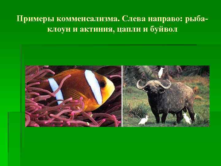 Примеры комменсализма. Слева направо: рыбаклоун и актиния, цапли и буйвол 
