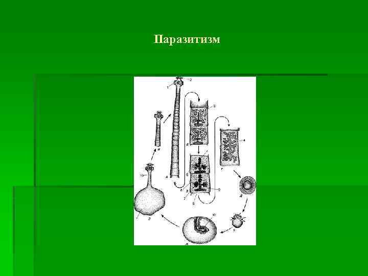 Паразитизм 
