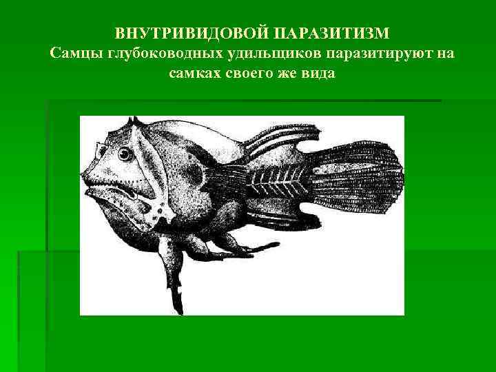 ВНУТРИВИДОВОЙ ПАРАЗИТИЗМ Самцы глубоководных удильщиков паразитируют на самках своего же вида 