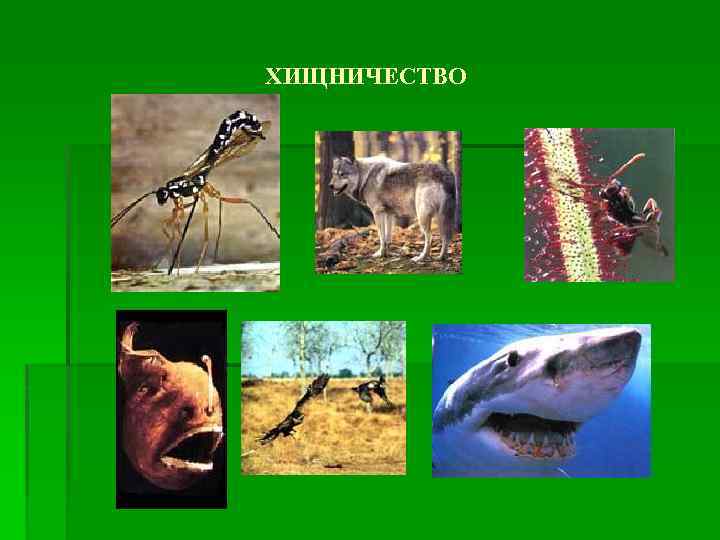 Что такое хищничество в биологии. Хищничество. Взаимоотношения животных в природе хищничество. Хищничество это в биологии.