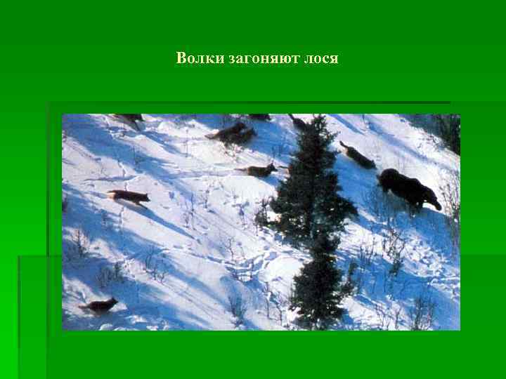 Волки загоняют лося 