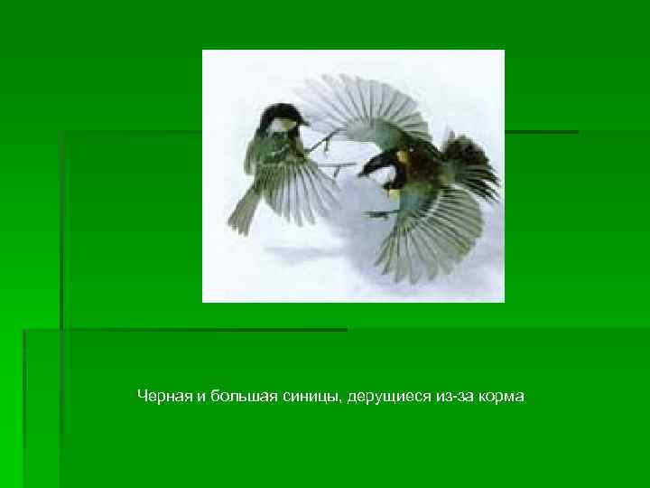 Черная и большая синицы, дерущиеся из-за корма 