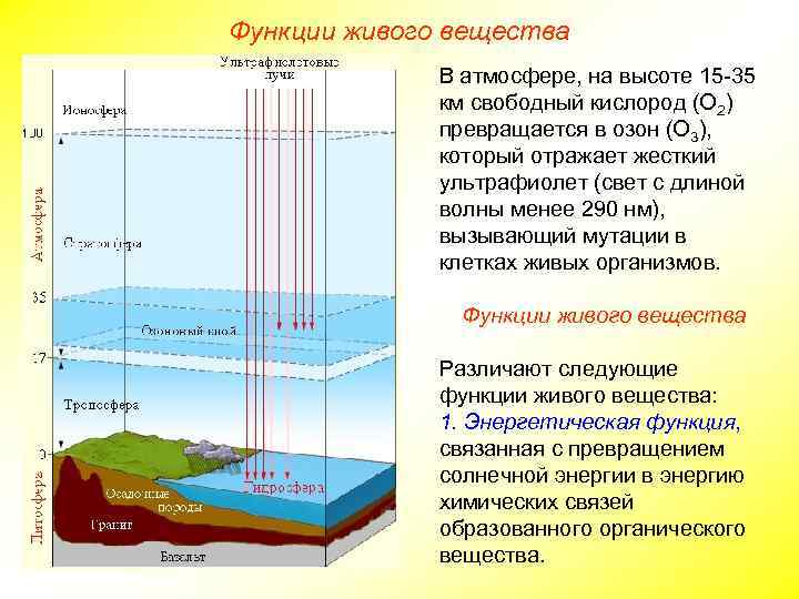 Функции живого вещества В атмосфере, на высоте 15 -35 км свободный кислород (О 2)