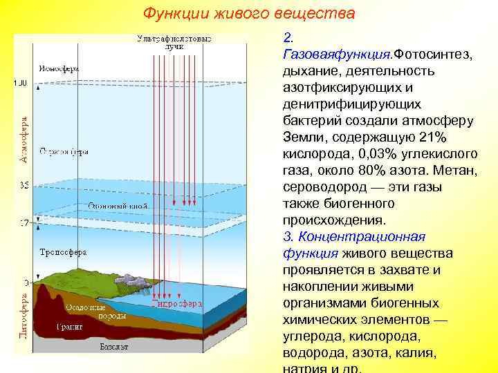 Функции живого вещества 2. Газоваяфункция. Фотосинтез, дыхание, деятельность азотфиксирующих и денитрифицирующих бактерий создали атмосферу