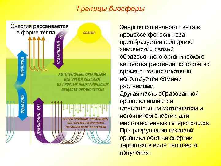 Границы биосферы Энергия солнечного света в процессе фотосинтеза преобразуется в энергию химических связей образованного