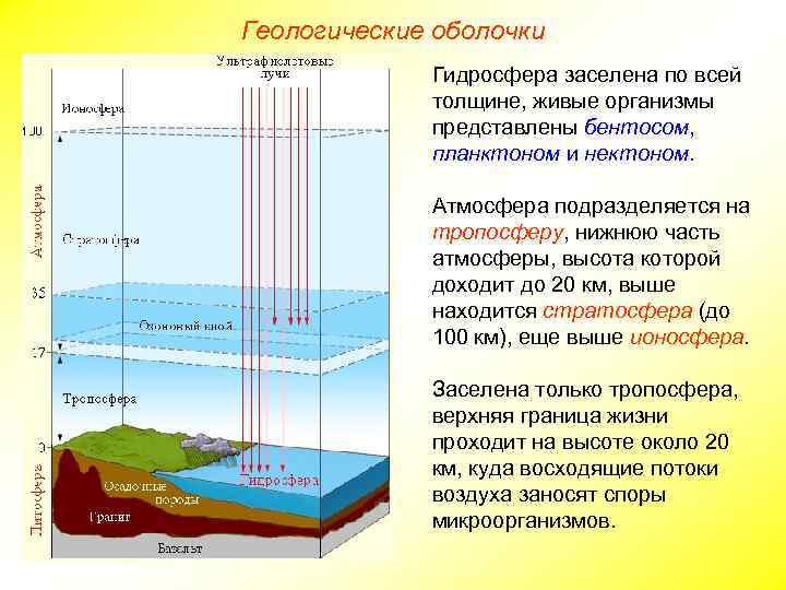 Геологические оболочки Гидросфера заселена по всей толщине, живые организмы представлены бентосом, планктоном и нектоном.