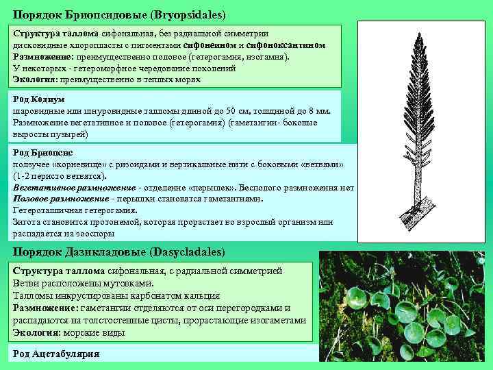 Порядок Бриопсидовые (Bryopsidales) Структура таллома сифональная, без радиальной симметрии дисковидные хлоропласты с пигментами сифонеином