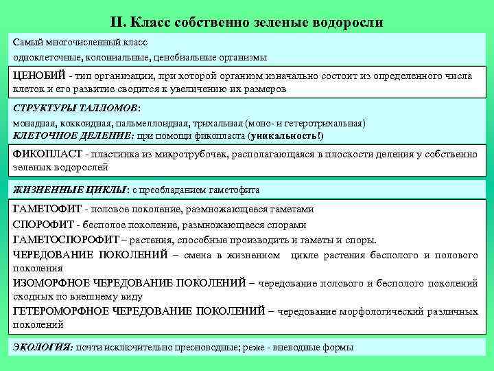 II. Класс собственно зеленые водоросли Самый многочисленный класс одноклеточные, колониальные, ценобиальные организмы ЦЕНОБИЙ -