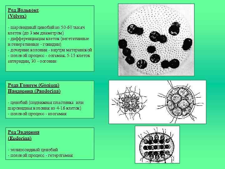 Род Вольвокс (Volvox) - шаровидный ценобий из 50 -60 тысяч клеток (до 3 мм