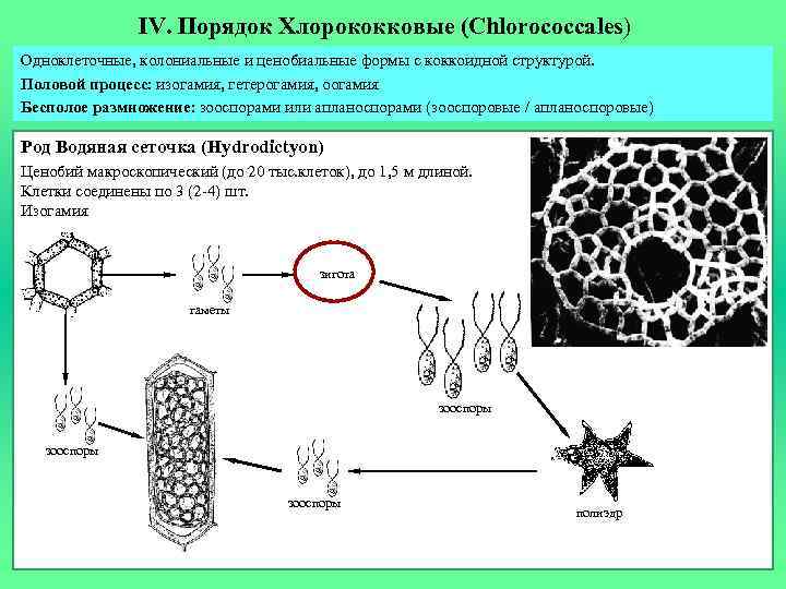 IV. Порядок Хлорококковые (Chlorococcales) Одноклеточные, колониальные и ценобиальные формы с коккоидной структурой. Половой процесс: