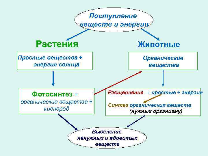 Поступление веществ и энергии Растения Животные Простые вещества + энергия солнца Фотосинтез = органические
