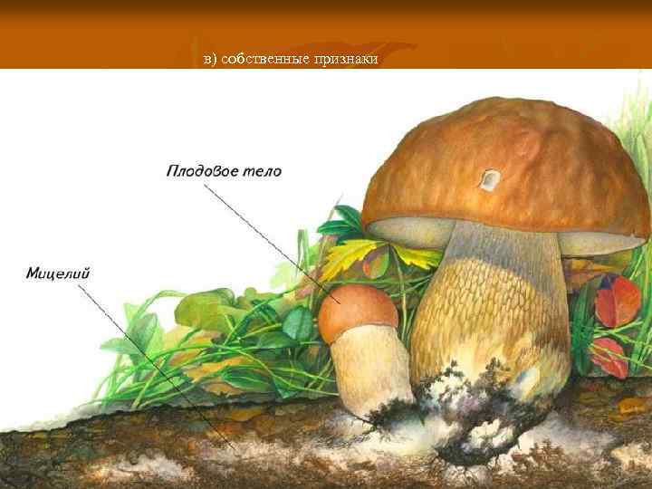 в) собственные признаки 