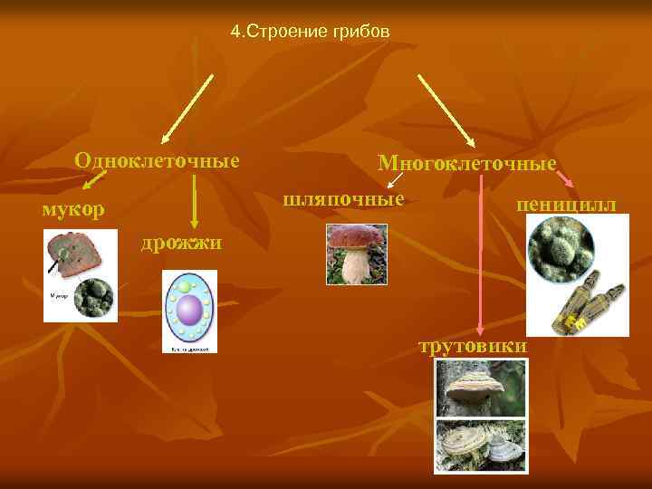 4. Строение грибов Одноклеточные Многоклеточные шляпочные мукор пеницилл дрожжи трутовики 