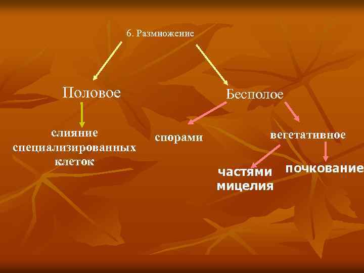  6. Размножение Половое слияние специализированных клеток Бесполое спорами вегетативное частями почкование мицелия 