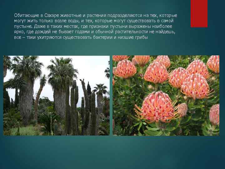 Обитающие в Сахаре животные и растения подразделяются на тех, которые могут жить только возле