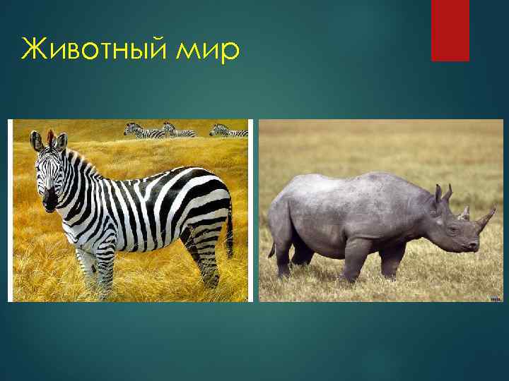 Животный мир 