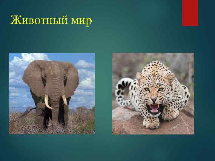 Животный мир 