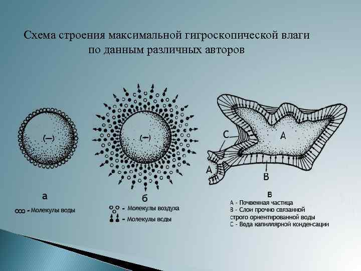 Схема строения максимальной гигроскопической влаги по данным различных авторов 