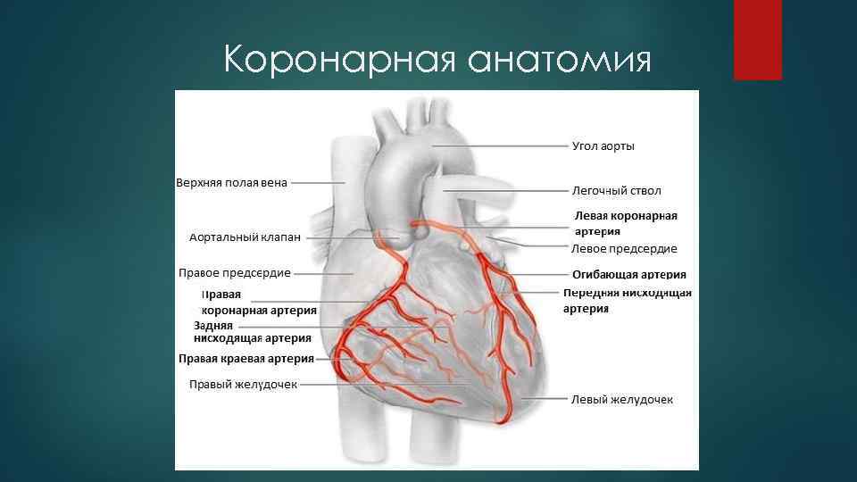 Коронарные артерии анатомия схема