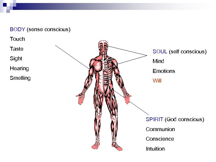BODY (sense conscious) Touch Taste SOUL (self conscious) Sight Mind Hearing Emotions Smelling Will