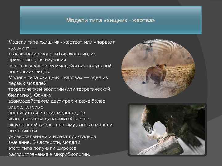 Модели типа «хищник - жертва» или «паразит - хозяин» — классические модели биоэкологии, их