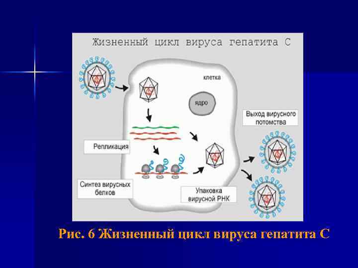 Рис. 6 Жизненный цикл вируса гепатита С 