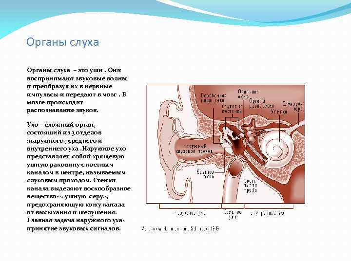 Органы слуха – это уши. Они воспринимают звуковые волны и преобразуя их в нервные