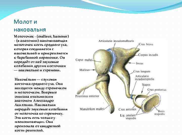 Слуховые косточки это